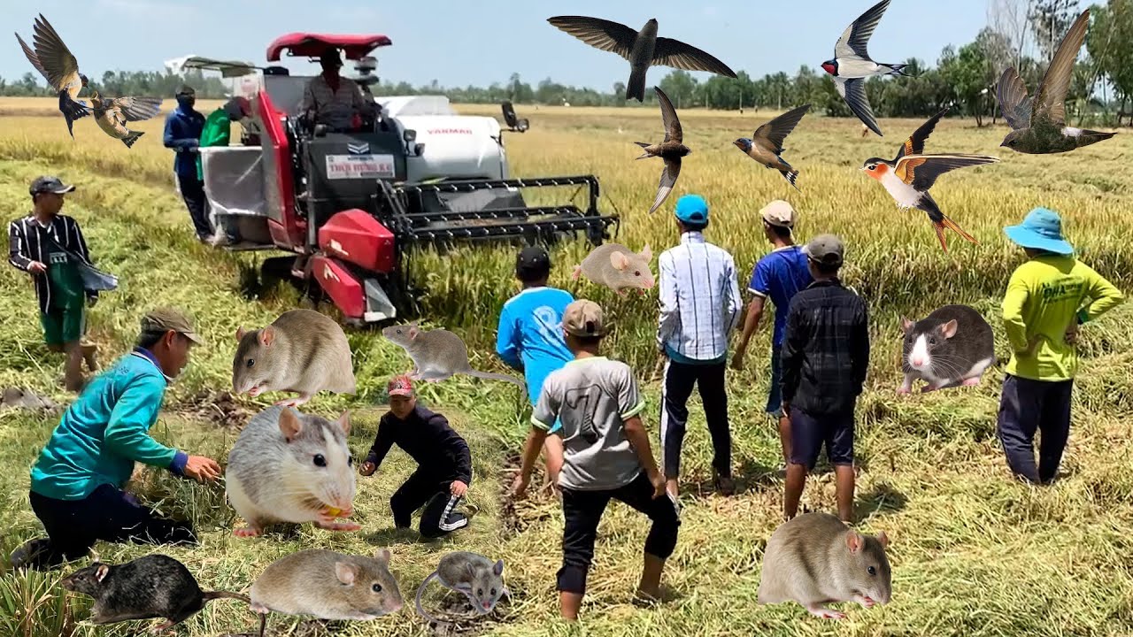 Xem Cảnh Máy Cắt Lúa Và Cảnh Di Cù Bắt Chuột Đồng - Catch The Mouse | Miền Tây Vlog