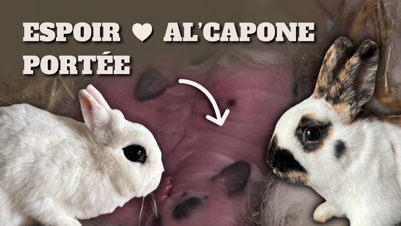 Portée Espoir x Al'Capone (16/12/2025)