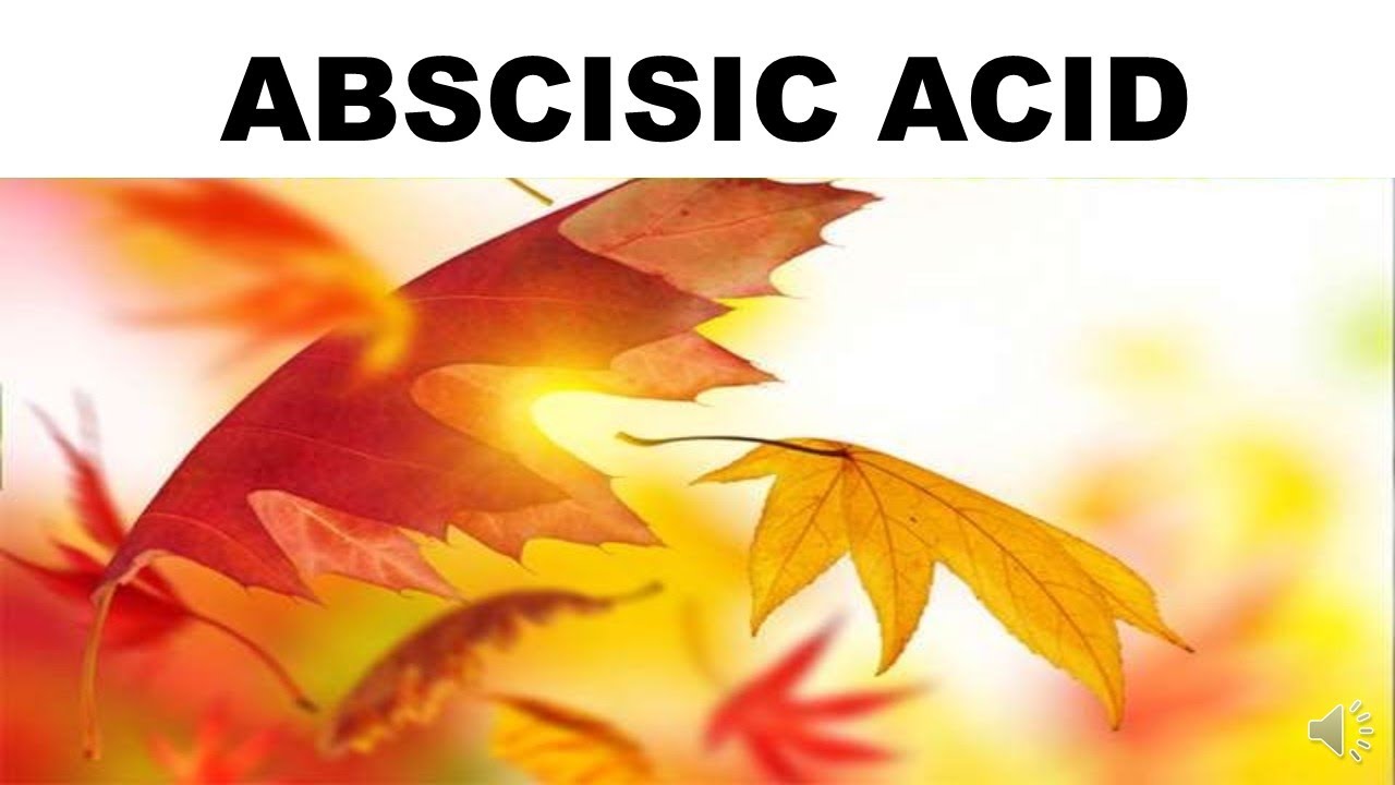 ABSCISIC ACID