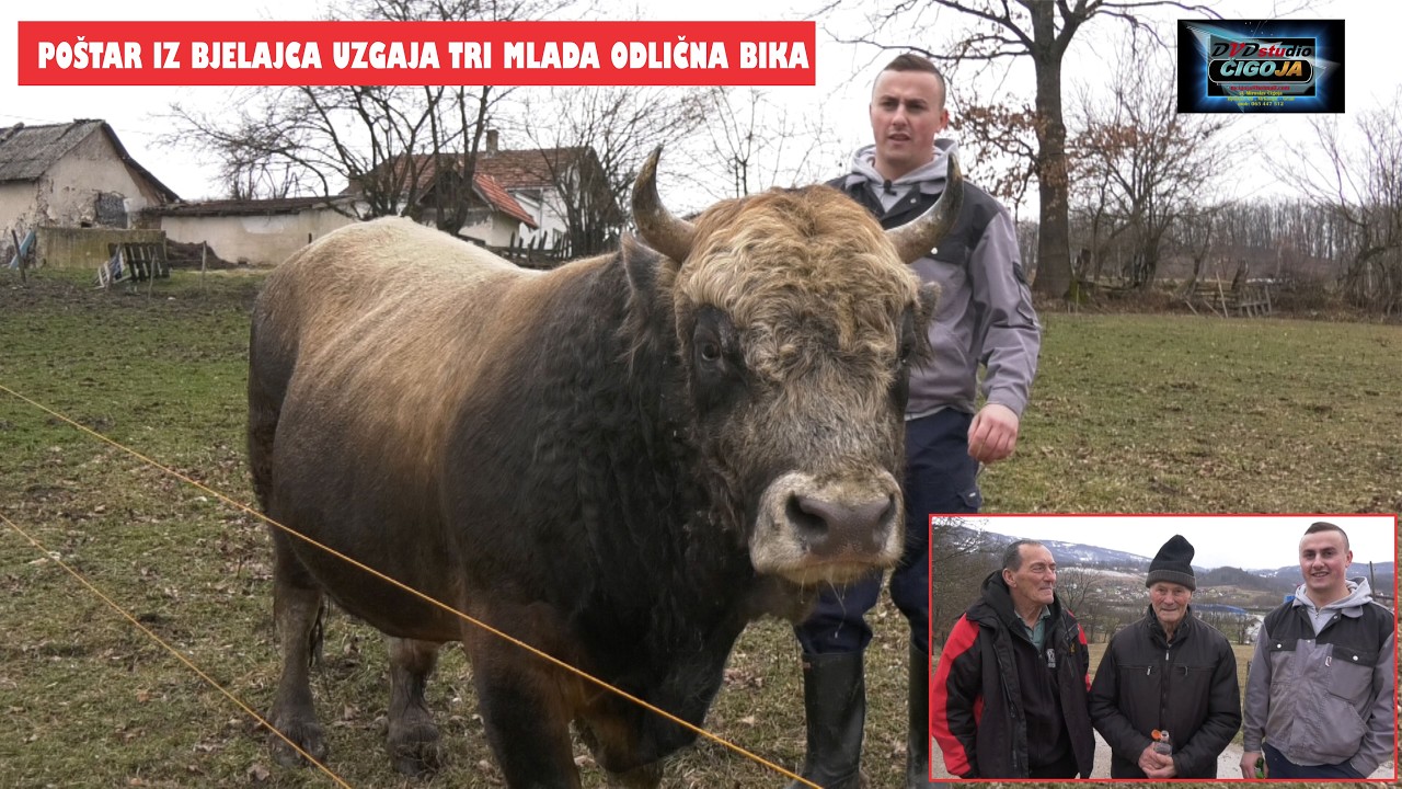 - POŠTAR IZ BJELAJCA UZGAJA TRI MLADA BIKA, ODLIČNE GENETIKE