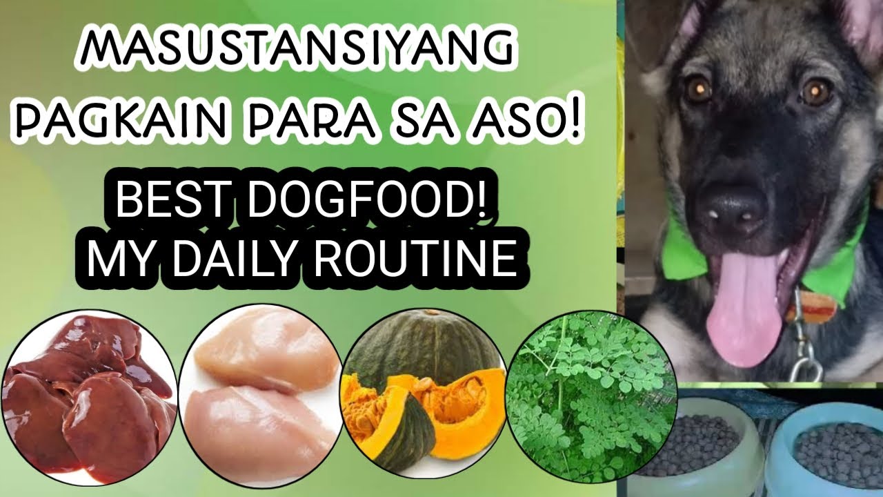 MASUSTANSIYANG PAGKAIN SA ASO | BEST HOMEMADE DOGFOOD - DAILY ROUTINE FOR MY #dogs #ShopeeTagToWin