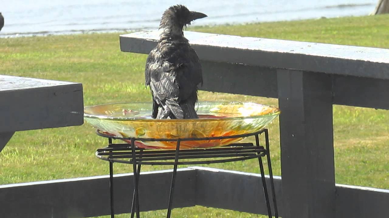 Bird Bath Crows