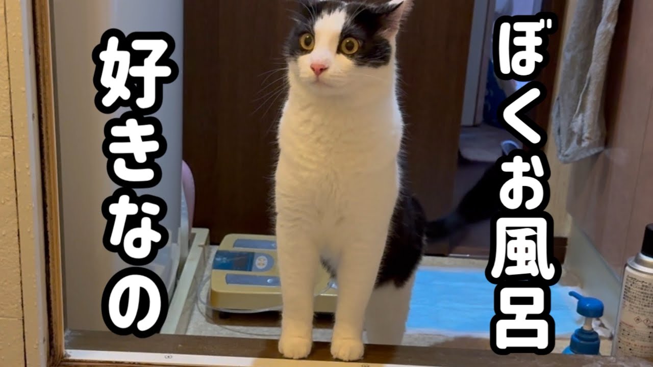 【保護猫】我が家の子になって1年、どんどんヤンチャ甘えん坊になる猫がこちらです。【お風呂】