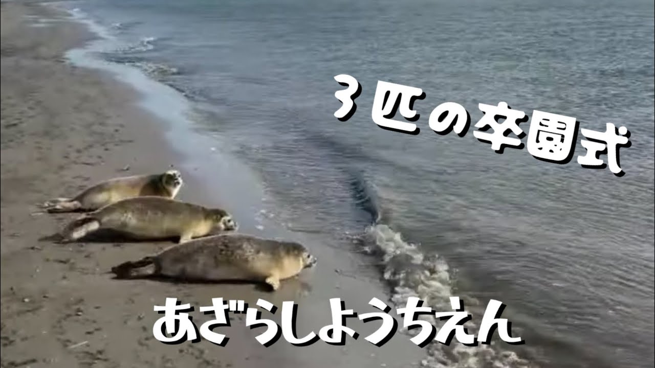アザラシ幼稚園　卒園式　〜ストロベリー、マッシュルーム、南瓜の旅立ち〜