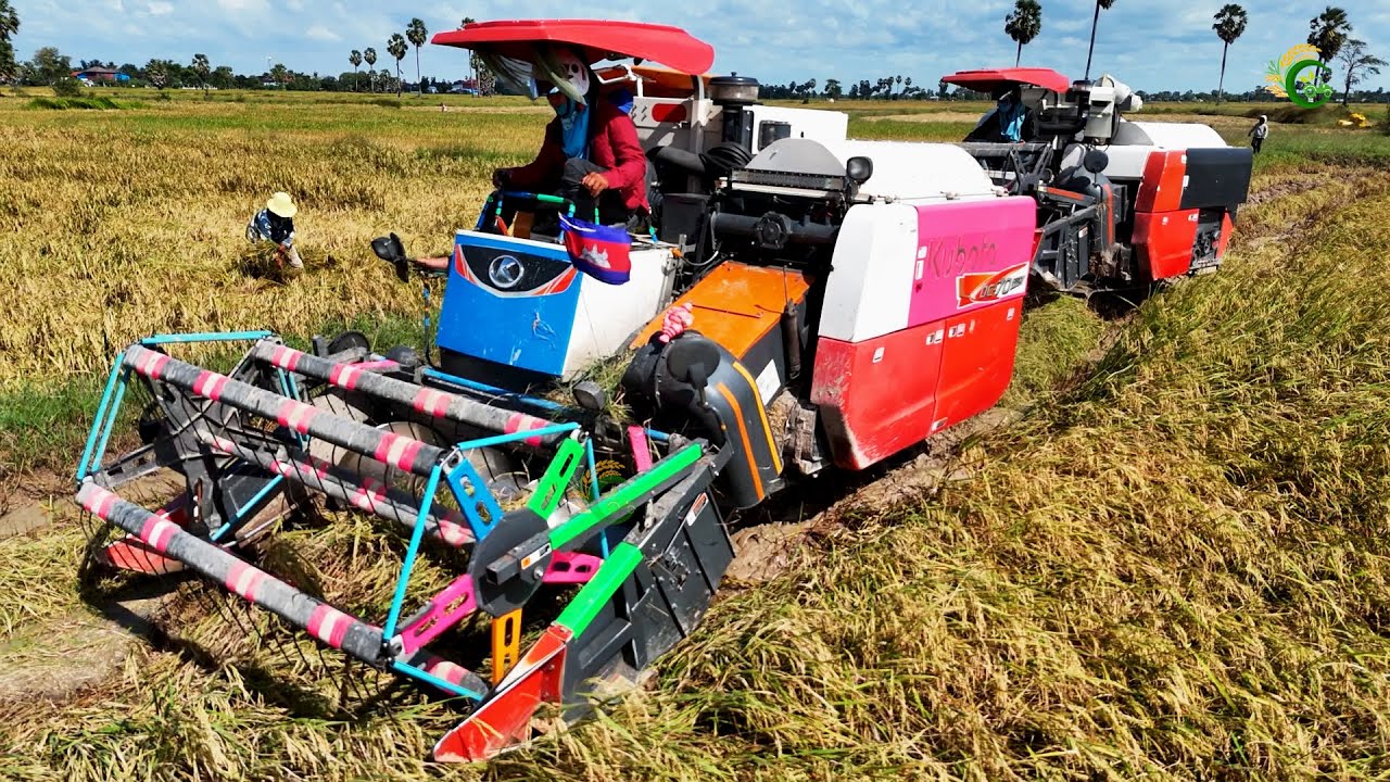 Nearly The End Off 2025 Harvest Season Action Harvesting Machinery Driving Crop Rice At Farm`s