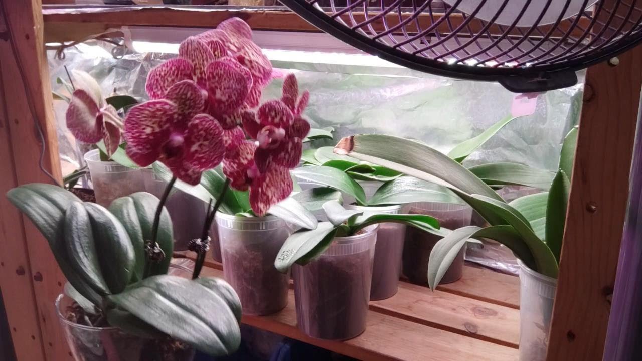 在家中半水培 +嘖霧環境 蝴蝶蘭 #orchidshare #orchids​ #蘭花 #蝴蝶蘭爛根 #蘭花水培