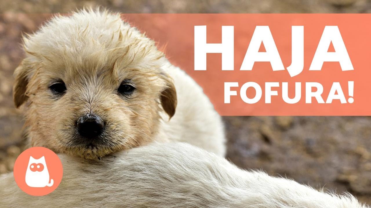 V&iacute;deos de FILHOTES de CACHORROS FOFOS e ENGRA&Ccedil;ADOS 🐶 Compila&ccedil;&atilde;o