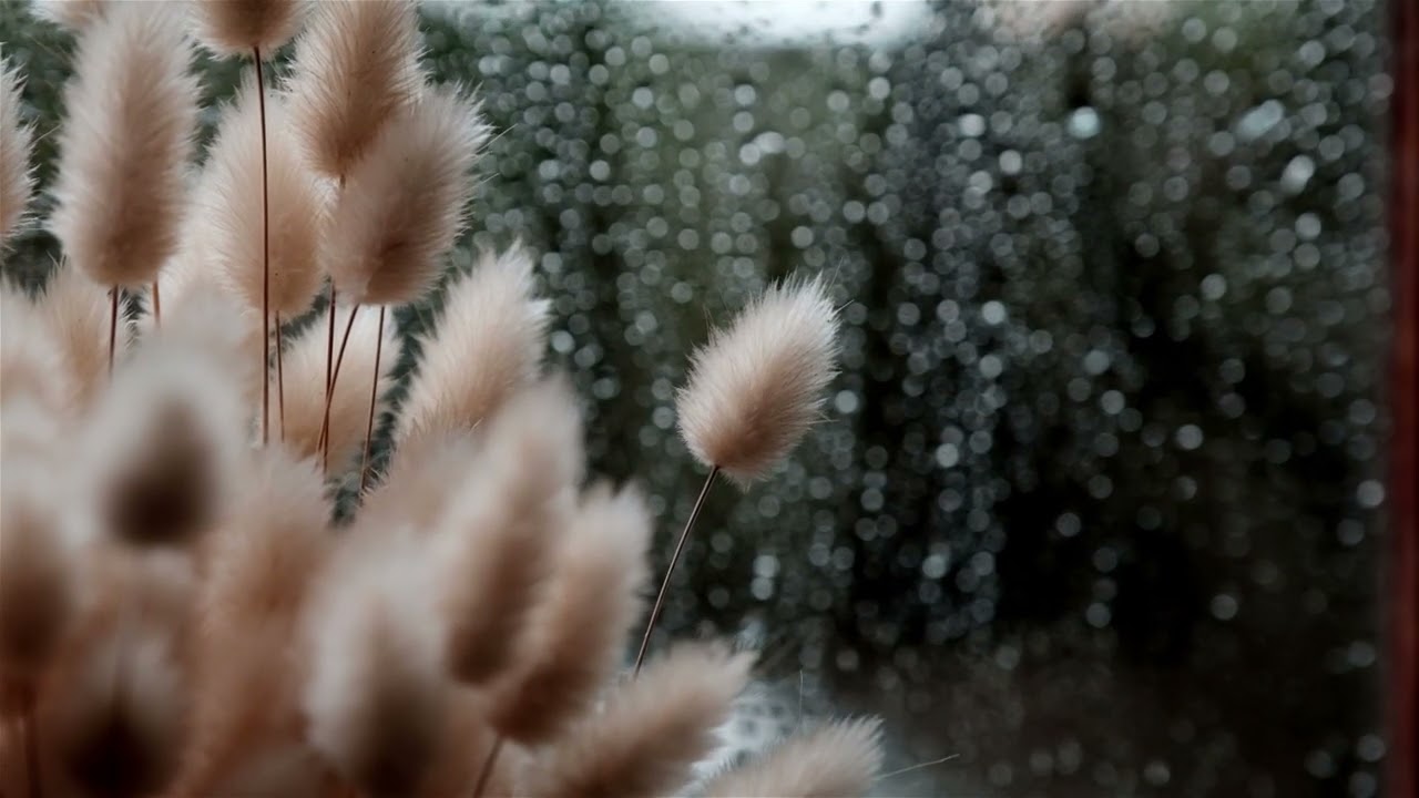 Gentle Rain Outside the Window 🌿 Calm Chill Music for Relaxing