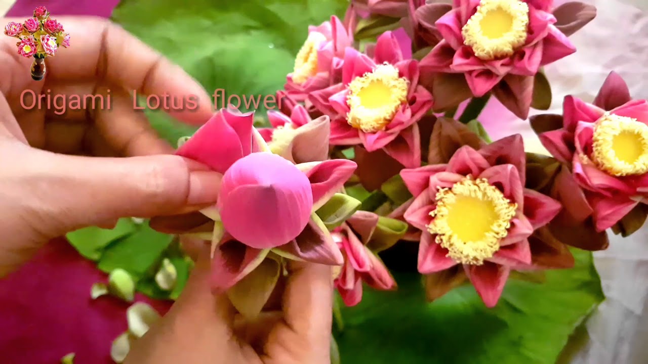 Origami  Lotus flowerOrigami lotus flower របៀបបត់ផ្កាឈូក