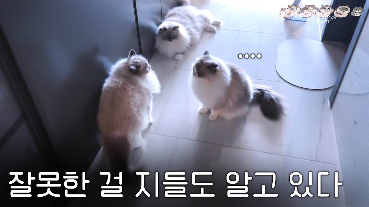 고양이들 개싸움 현장 | 터널 속 먼치킨 고양이