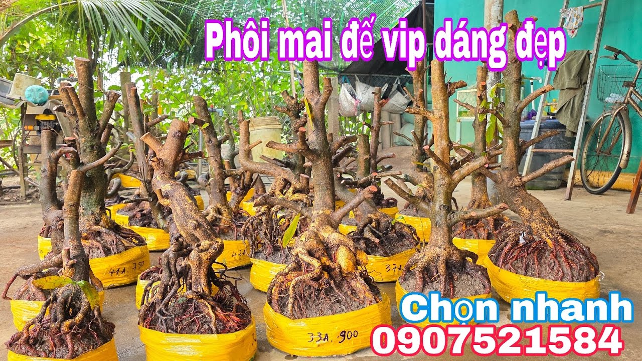 Mùng 7 Tết.Bảo☎️0907521584📢📢Phôi mai bonsai dáng đẹp đế vip