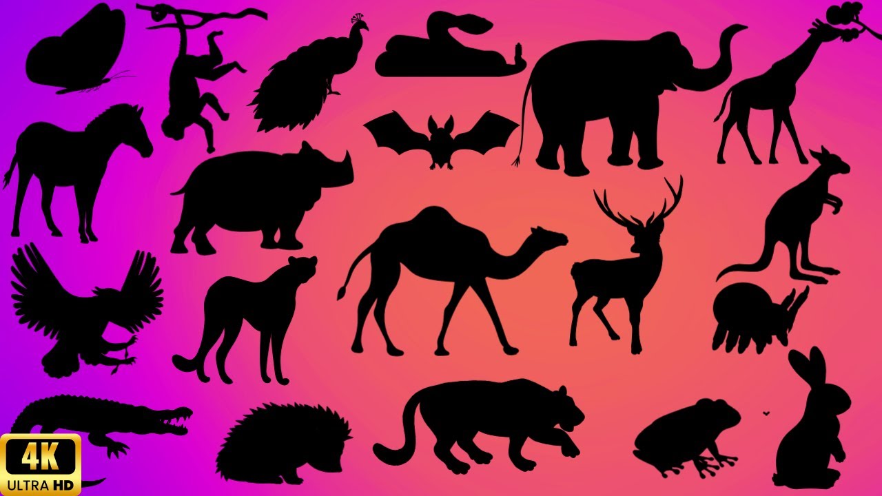 Guess the shadow of the animals quiz| shadow game| learning animals video for kids |Family FunTime!