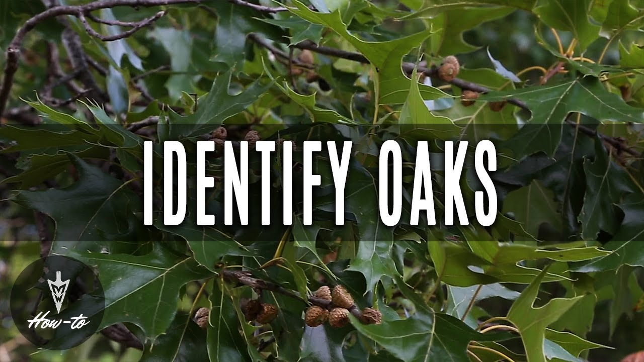 How To Identify Oak Trees