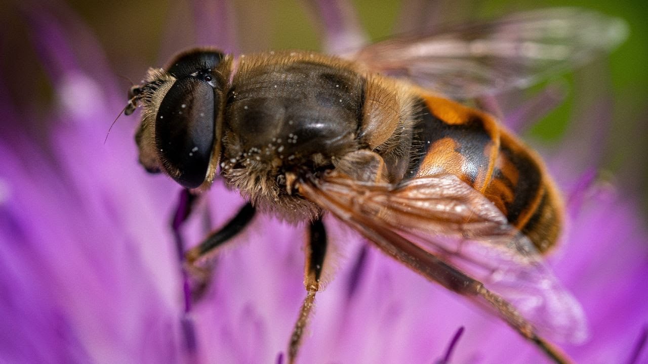 Bees Buzzing and Birds Chirping | Beautiful Scenery Flowers | Nature Sounds | No Music