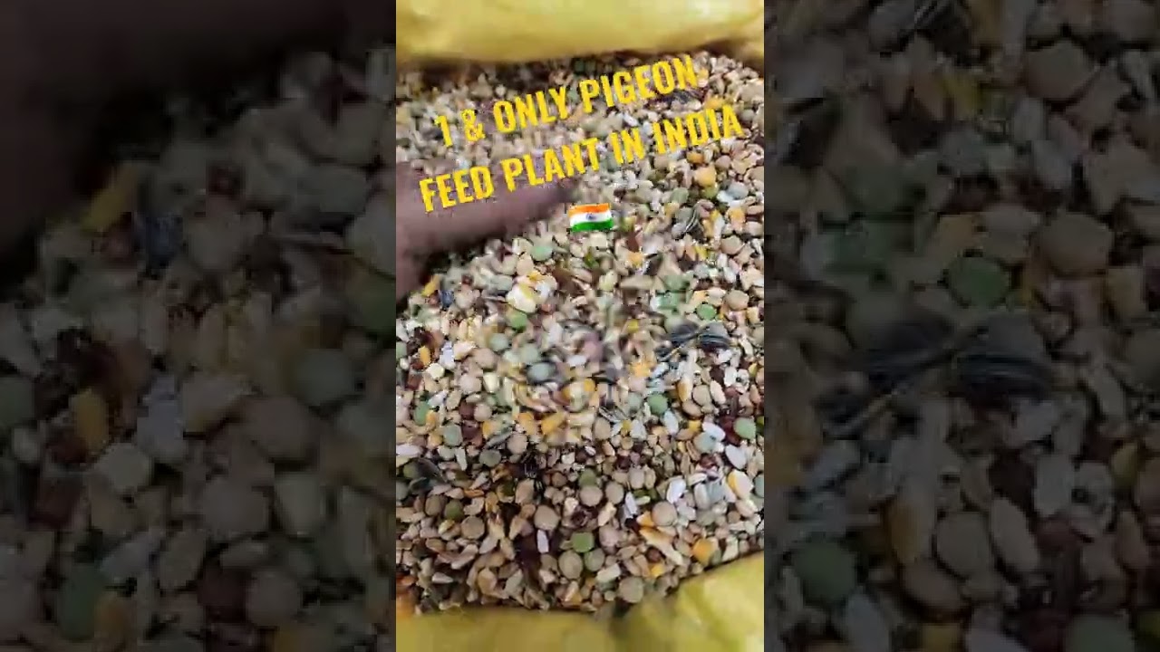 PIGEON FEED PROCESSING. BUYING LINK IN COMMENT AND DESCRIPTION