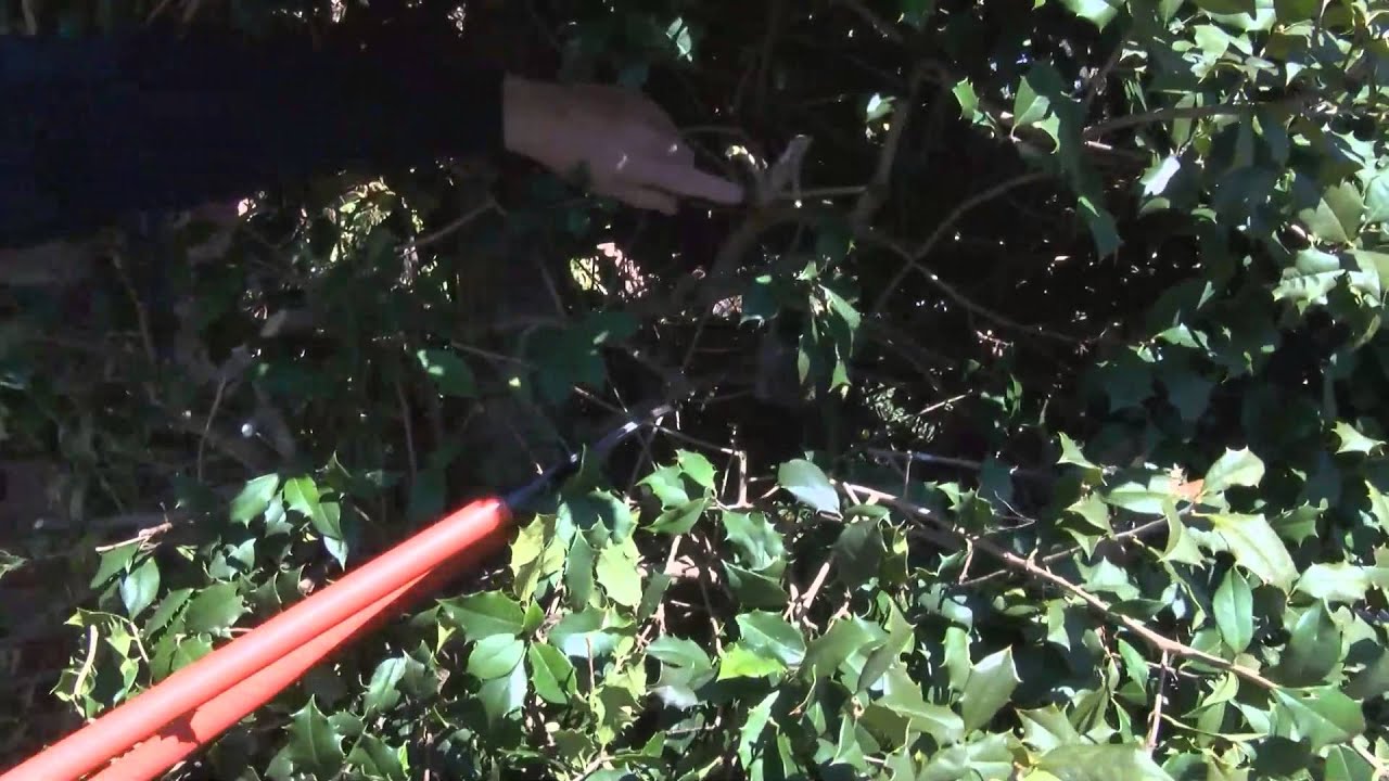 In the Garden - Pruning Holly Bushes