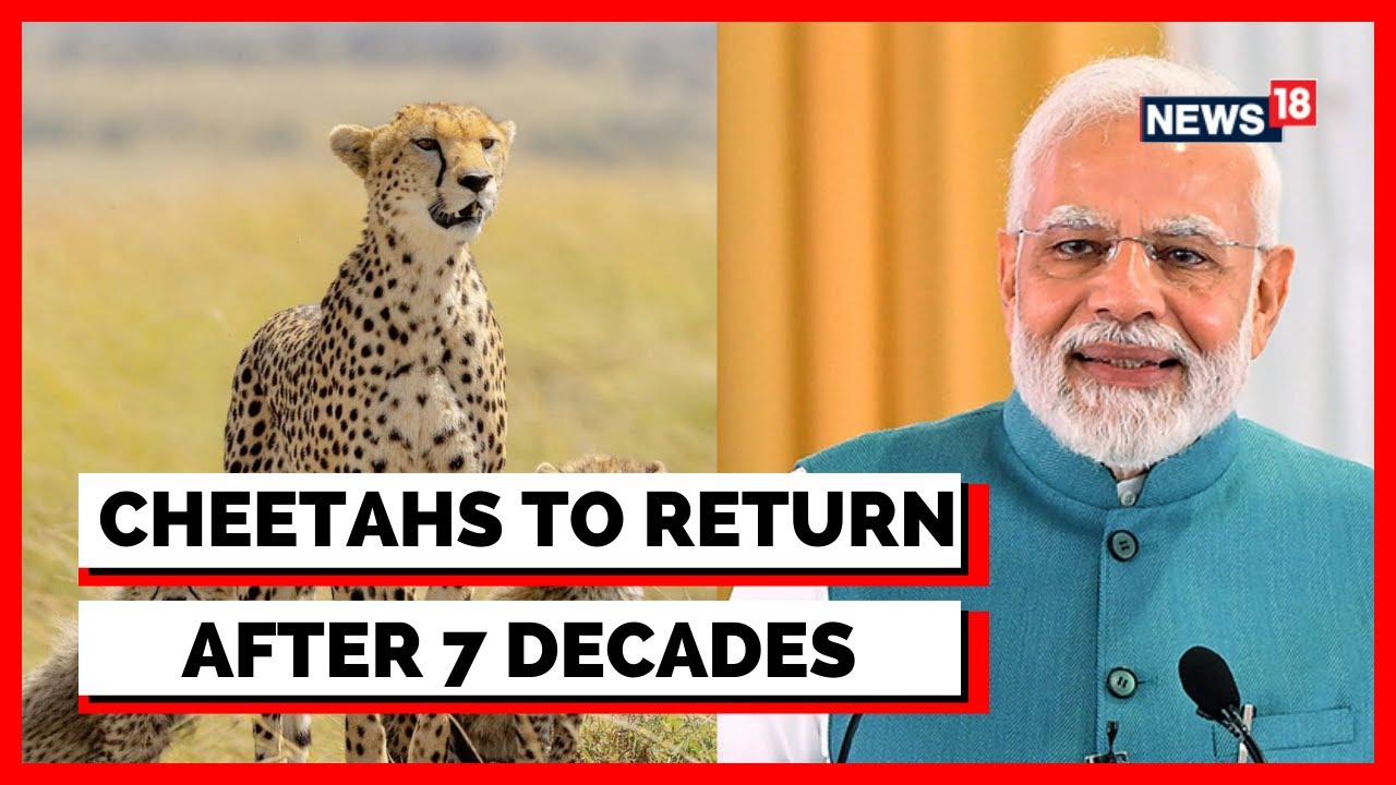 Cheetah In India | Eight Cheetahs To Be Released By PM Modi In Kuno National Park | English News