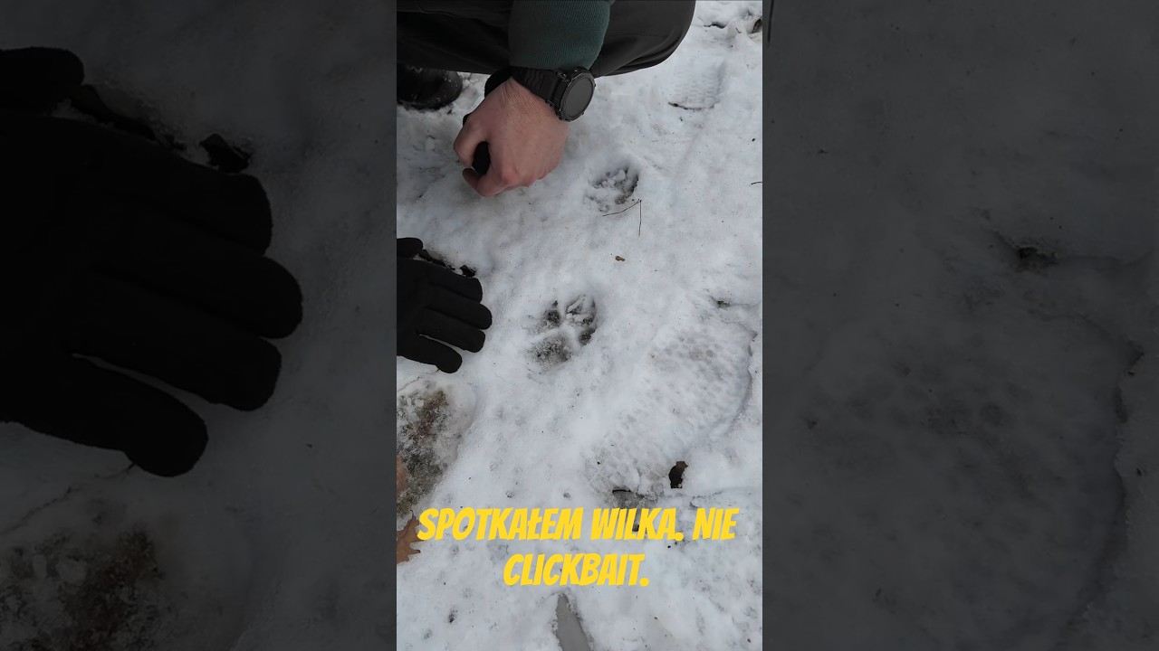 Spotkałem wilka. Nie clickbait. #outdoors #adventure #nature #hiking #nightinthewoods #camping #wolf