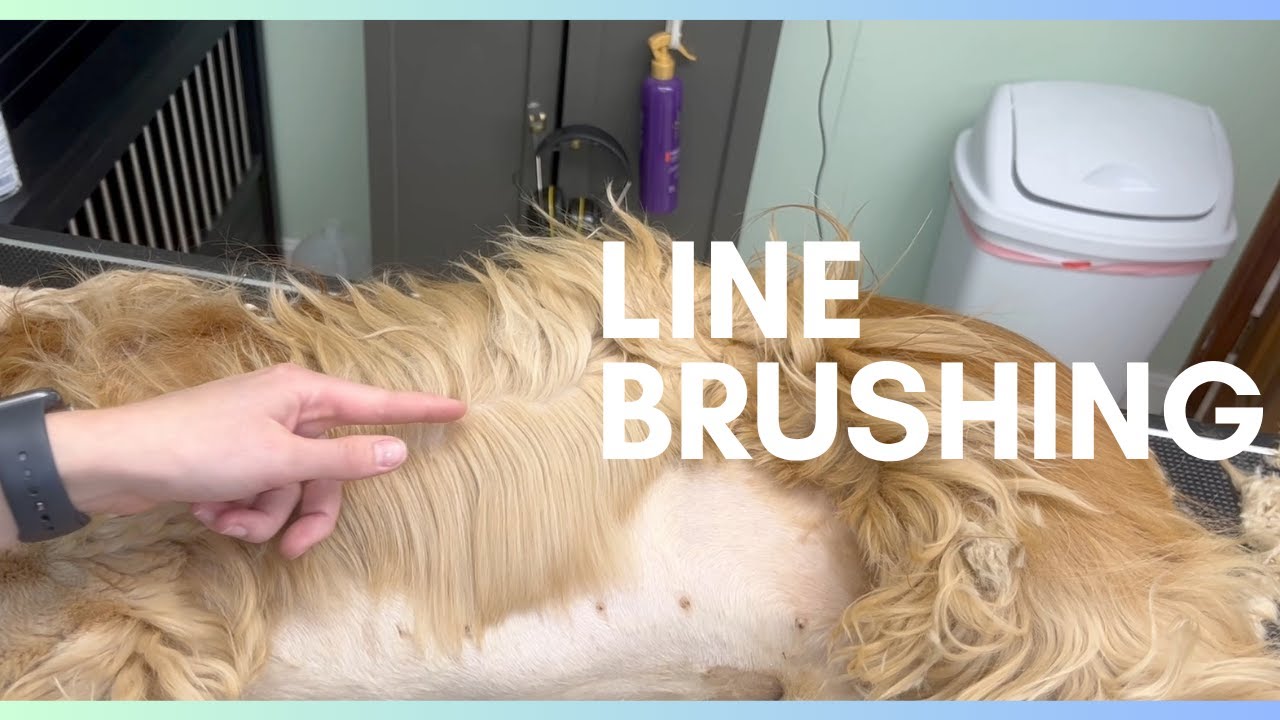 LINE BRUSHING | THE BASICS | DOG GROOMING