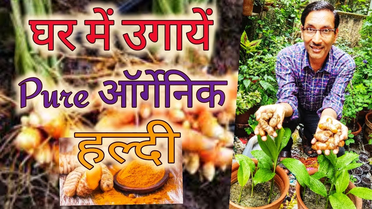 गमले में हल्दी कैसे उगाएं ? / Grow turmeric at home Easily