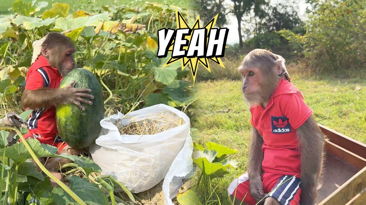 Too Hardworking! Cutis So Excited Go Harvest Watermelon Make This Special Dish!