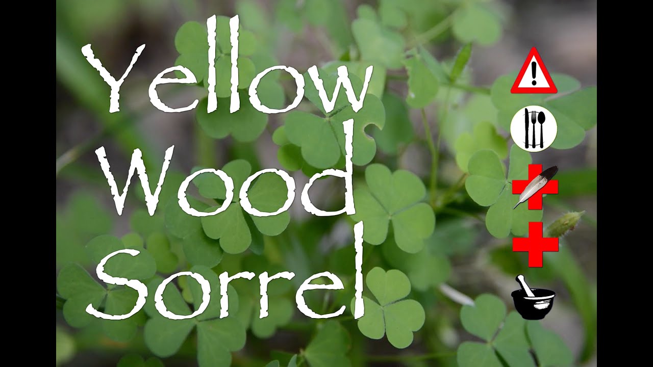 Yellow Wood Sorrel: Edible, Medicinal, Cautions & Other Uses
