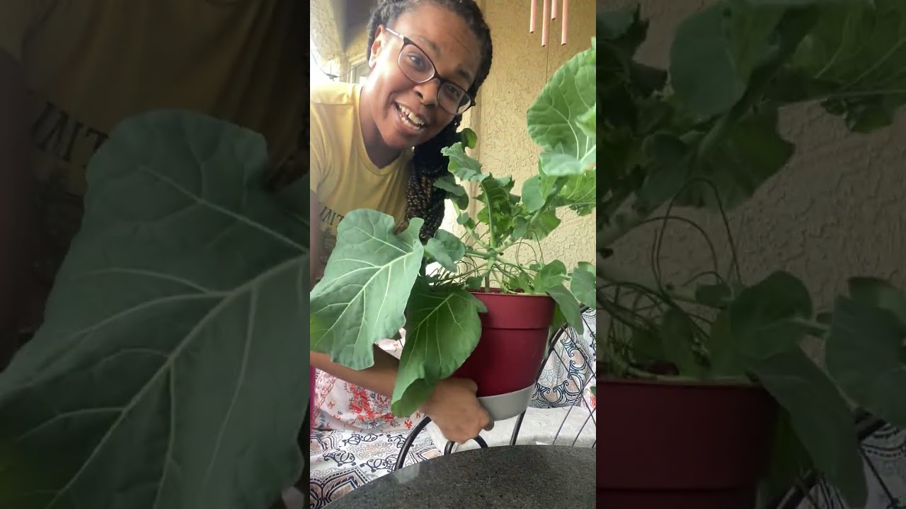 Delayed but Not Denied: My Container Garden Harvest🥬🙌🏽