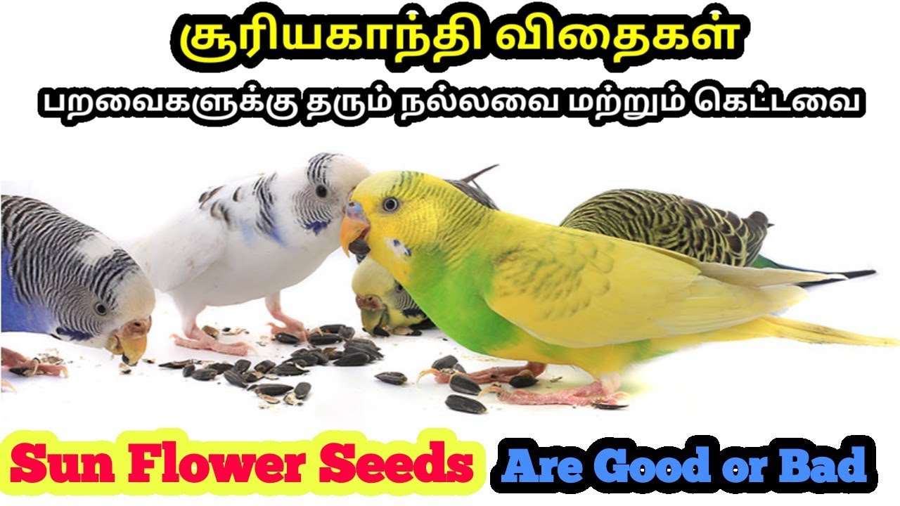 Sunflower Seeds For Pet Birds Are Good or Bad...? || List Of Disadvantages in Sunflower Seeds