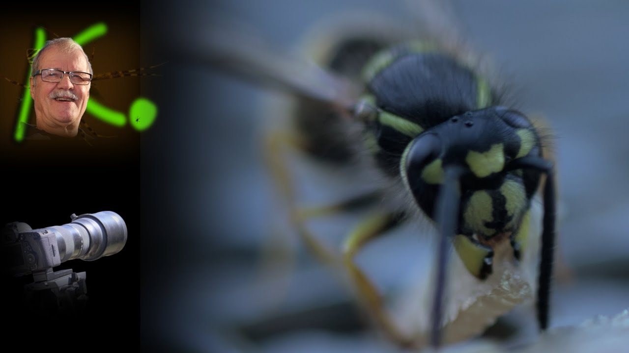 Gemeine Wespe - Vespula vulgaris
