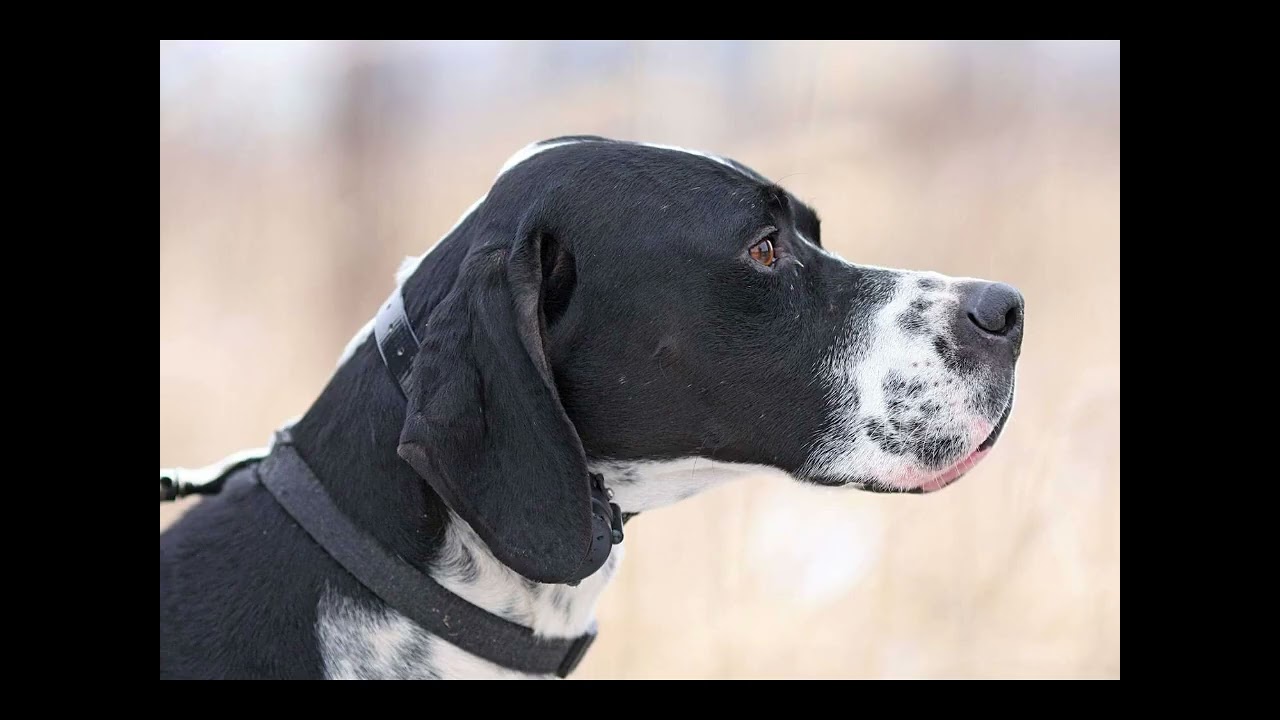 English Pointer