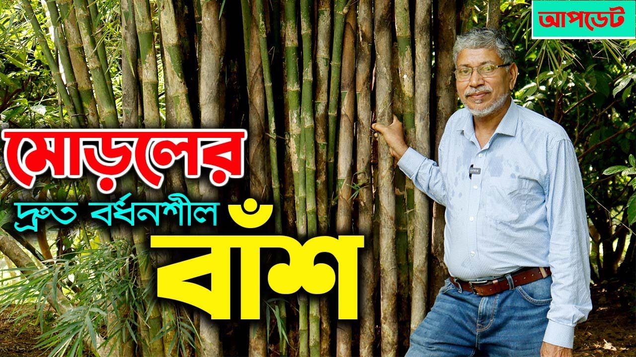 মোড়লের অতি দ্রুত বর্ধনশীল রেঙ্গুন প্রজাতির বাঁশ | উদ্যোক্তার খোঁজে