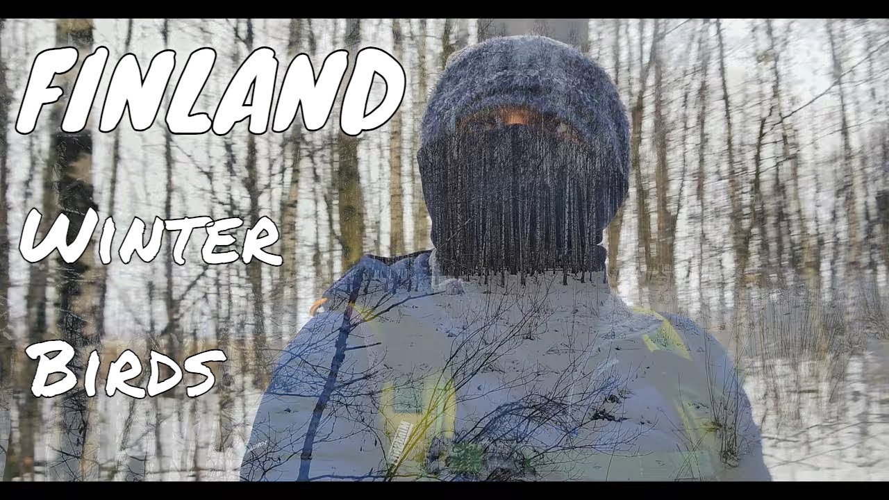 FINLAND | Winter | Bird Photography