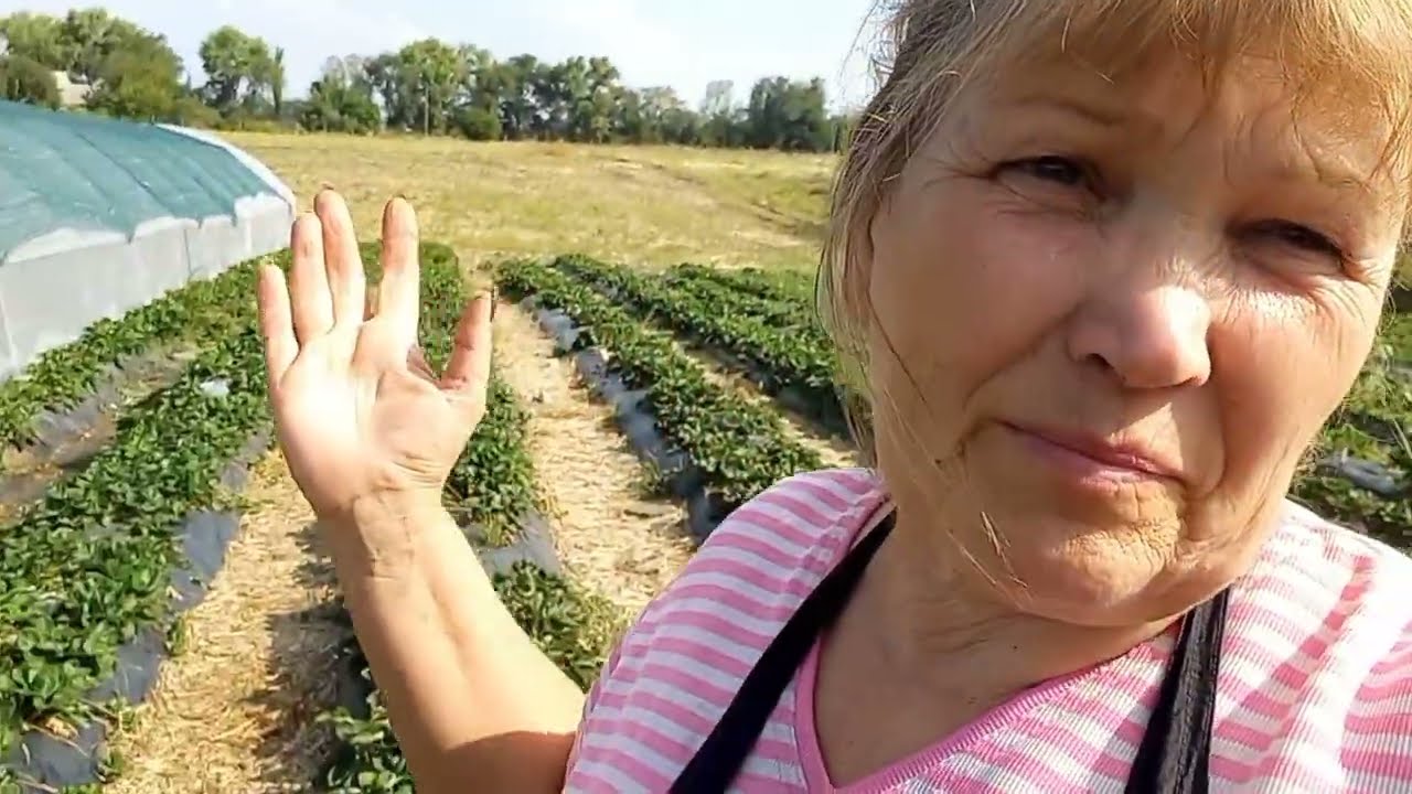 чим я обробляю полуницю перед зимою і чим підживлюю
