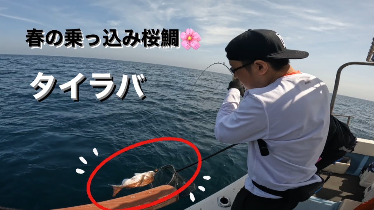 [タイラバ] でた！！！　ハチマル桜鯛＆特大ケンサキ
