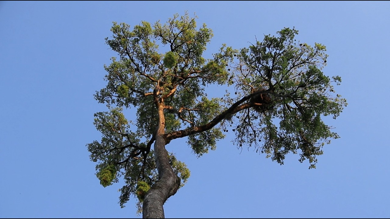 African Mahogany Tree at Sunset