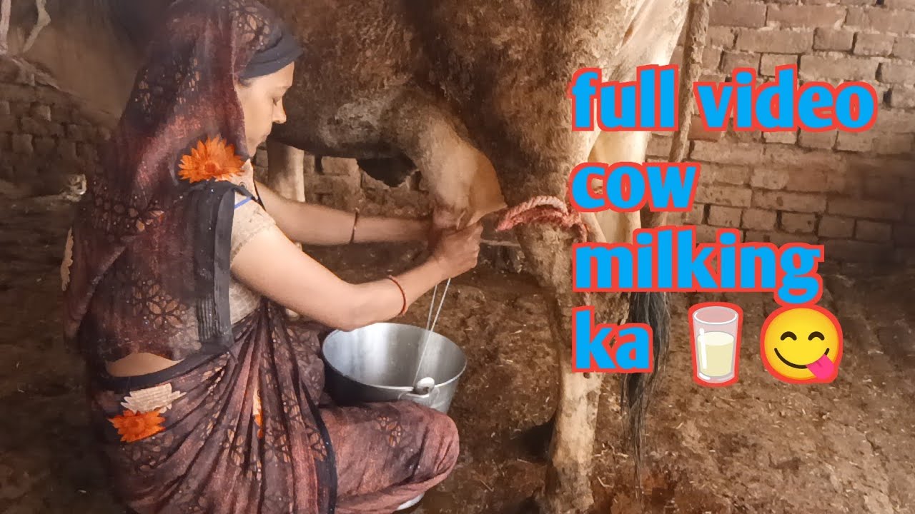 Cow milking vlog  गाय का दूध हाथ से  निकाला #vlog  #cow #millking 