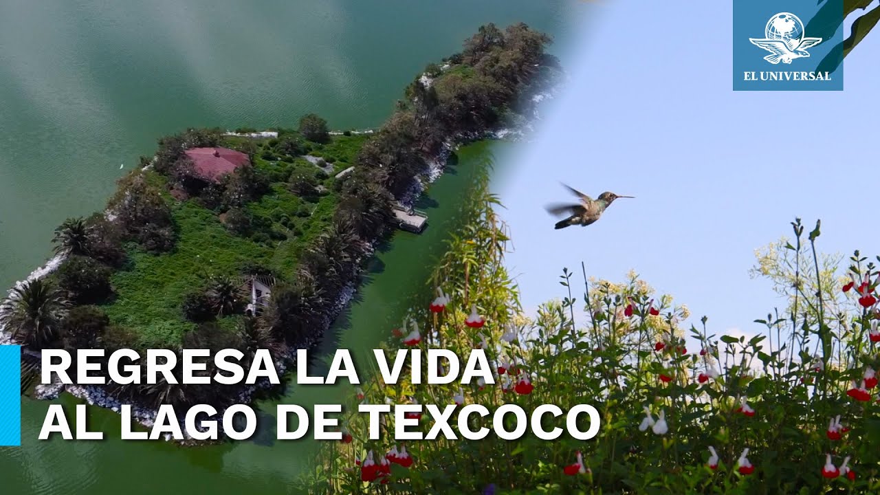 Lago de Texcoco vuelve a la vida, as&iacute; luce en estos d&iacute;as