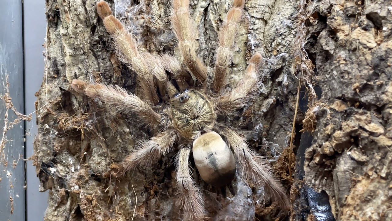 The two tarantulas are too deceiving. They are finally solved today 两只捕鸟蛛欺人太甚，今天终于搞定了