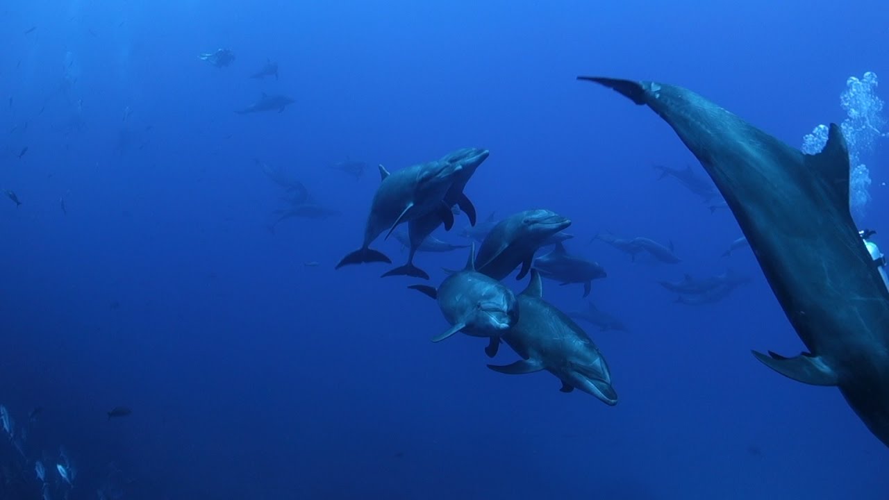 Socorro 2017 - Diving with Giant Manta Rays, Dolphins and Sharks HD - Mexico