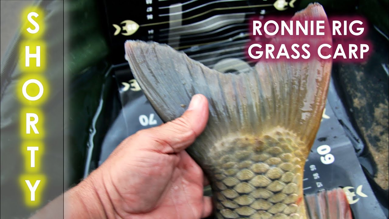 Grass carp rig 