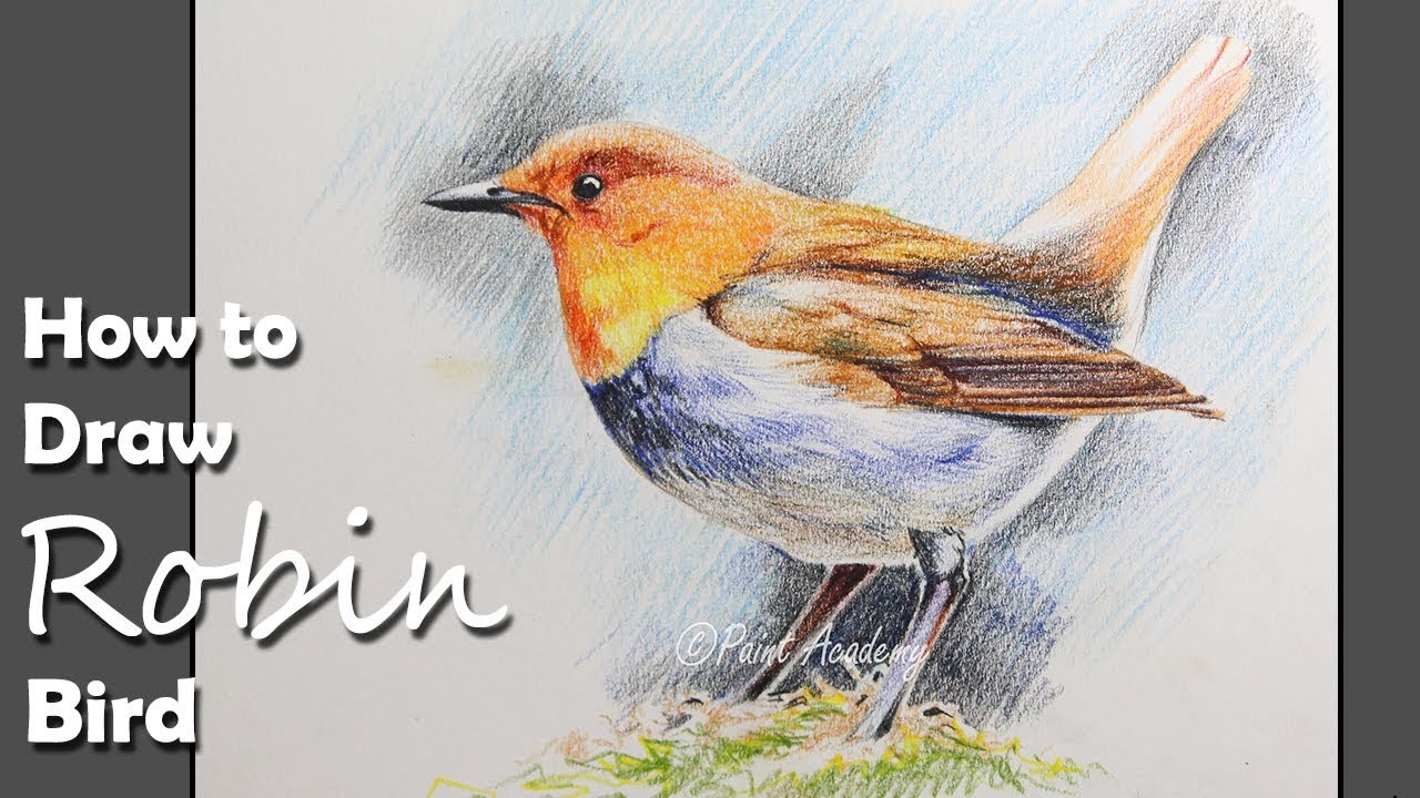 How to Draw A Robin Bird with Colored Pencil | step by step