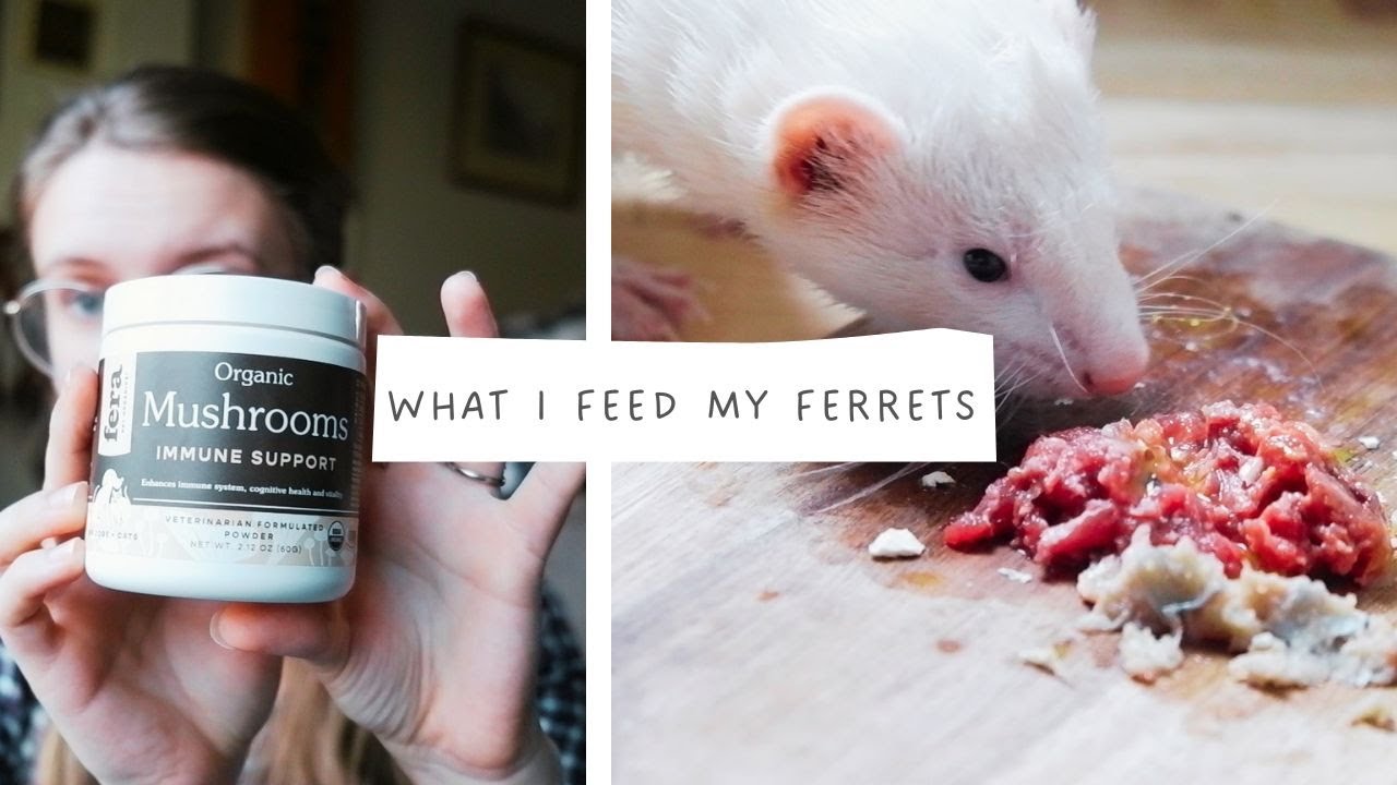 WHAT I FEED MY FERRETS [Updated]