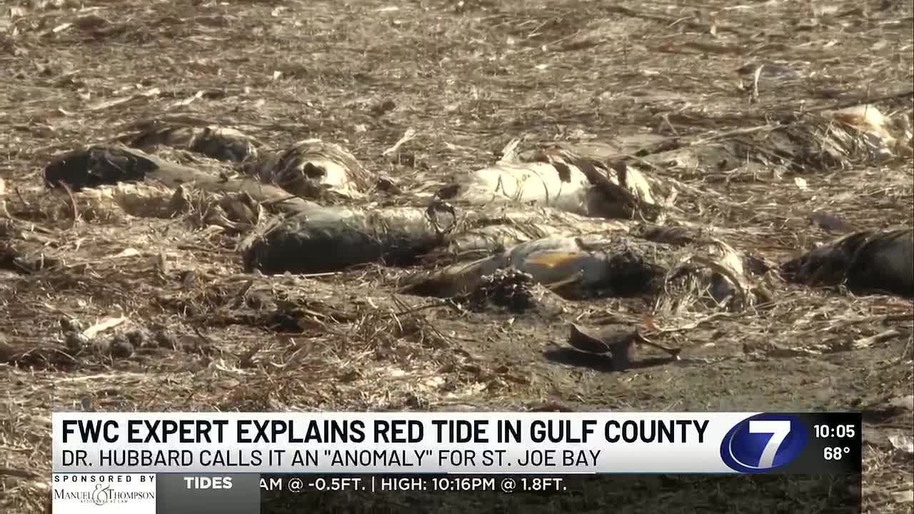 FWC experts explains Red Tide in Gulf County