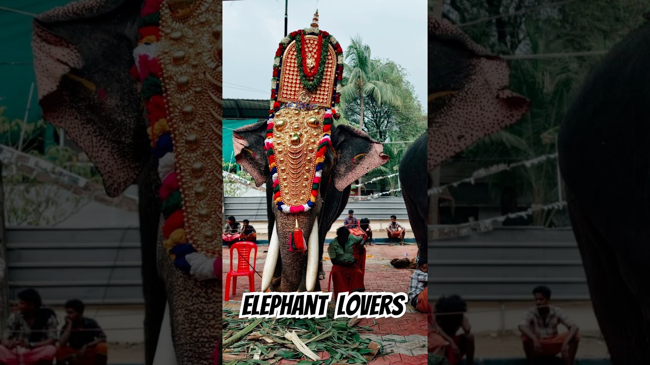 ആനച്ചന്തം 🐘 