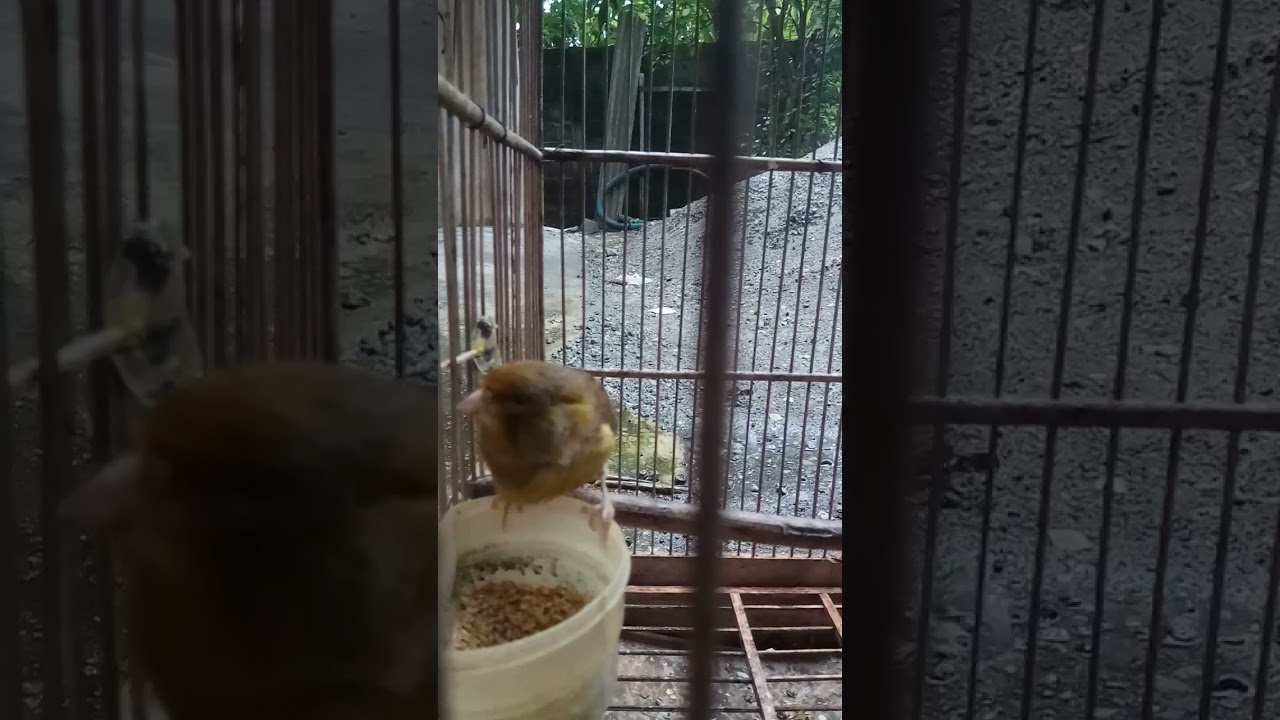 TERAPI AIR HUJAN UNTUK KENARI 