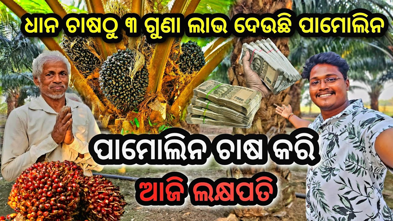 ପାମୋଲିନ ଚାଷପାଇଁ ଆଜି ଲକ୍ଷ ଲକ୍ଷ ଟଙ୍କା ରୋଜଗାର କରୁଛନ୍ତି / Pamolin Farming in Odisha