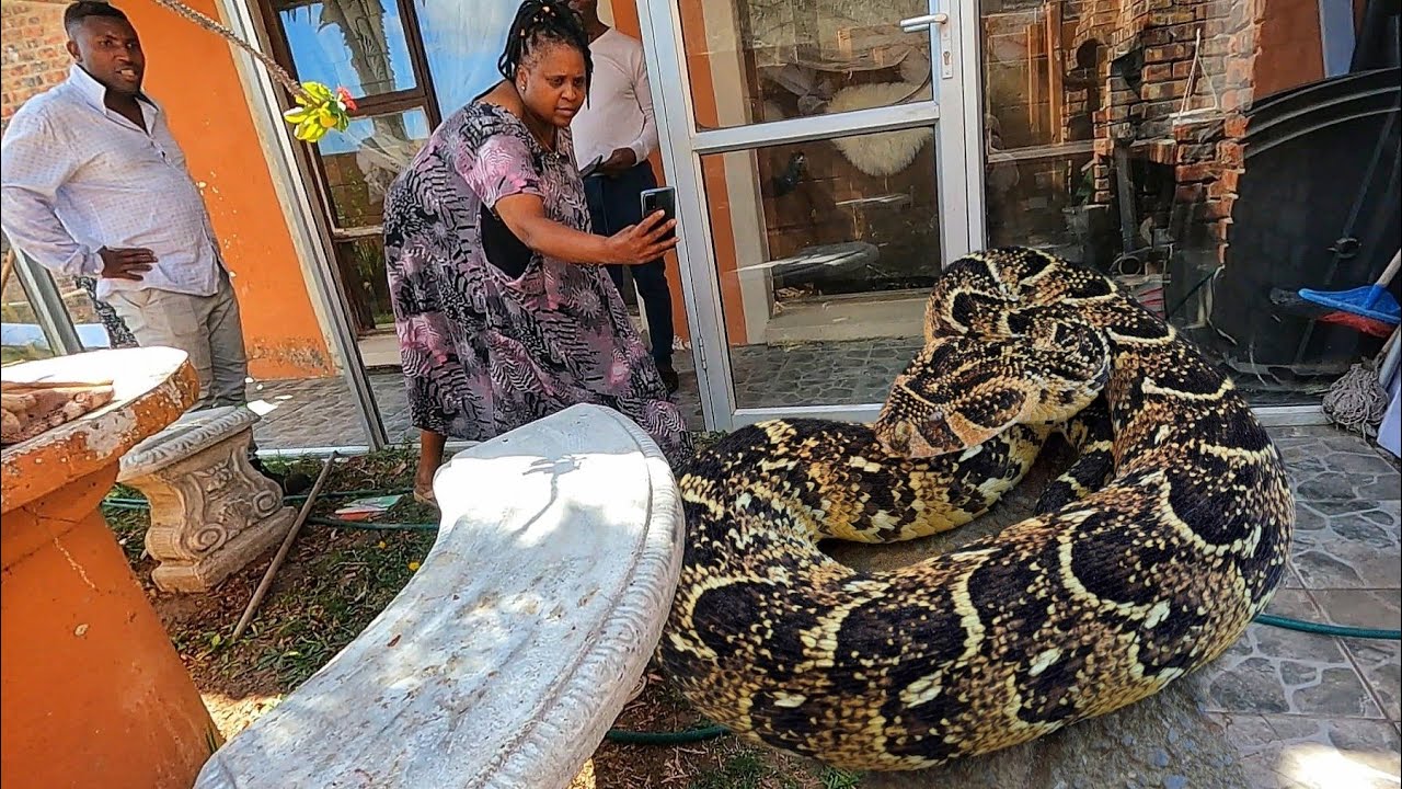 Catching a Deadly Snake In Their Garden!