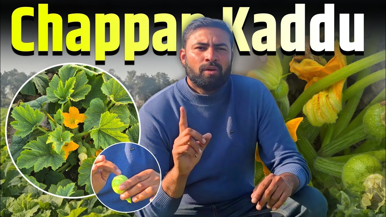 पत्तियां पीली पड़ रही हैं या फल सड़ रहे हैं? देखिए चप्पन कद्दू का पूरा समाधान।