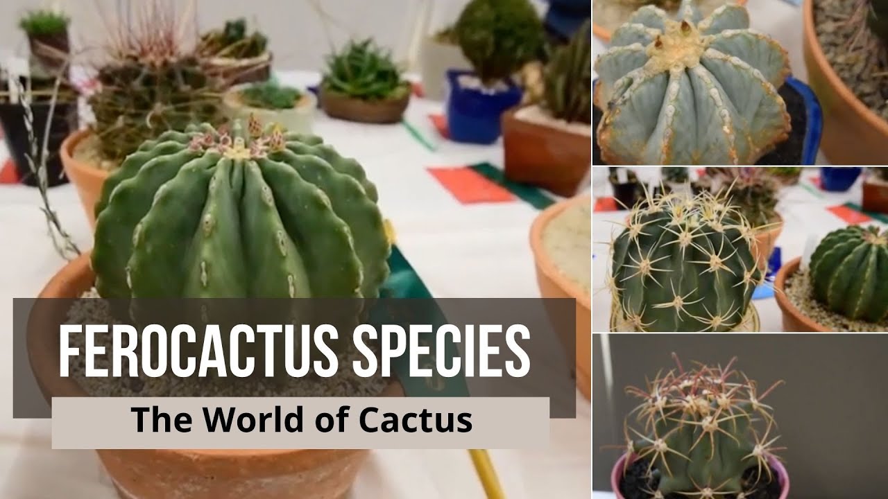 Ferocactus species - Types of Cactus with Names: ferocactus latispinus, ferocactus glaucescens ...