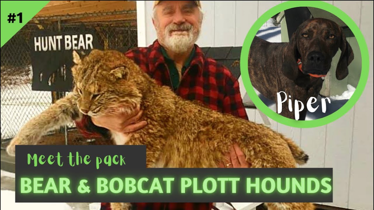 My Plott Hounds: Meet the Pack and Learn What Makes each Hound Special
